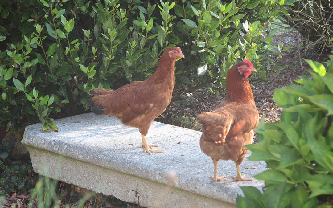 Gîte de Douar Bouillon - Nos poules