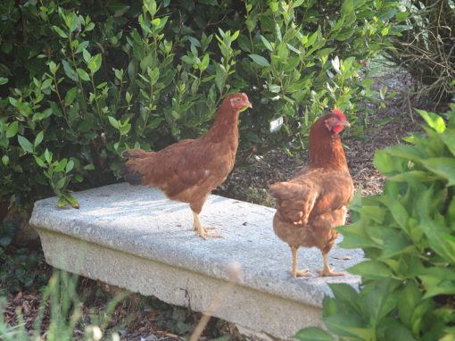 Gîte de Douar Bouillon - Nos poules